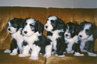 Boomer, a blck bearded collie, was  in Megan's first litter. Here the five puppies are sitting on the couch. Boomer is in the middle.